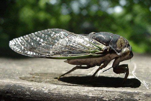 cicada bug